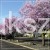 17560428-sliwa-wisniowa-prunus-cerasifera-nigra-dobrze.jpeg