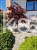 Buk pospolity "Rohan Weeping"- Fagus sylvatica PA120-130cm ob. 5-6cm