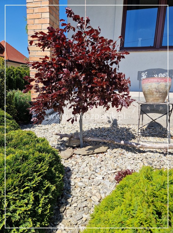 Buk pospolity "Rohan Weeping"- Fagus sylvatica PA120-130cm ob. 5-6cm