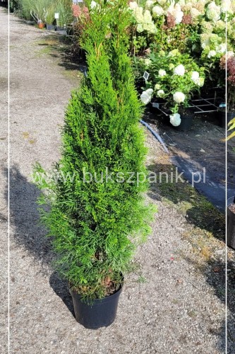 Tuja Szmaragd Smaragd Thuja occidentalis Żywotnik zachodni 100-120cm