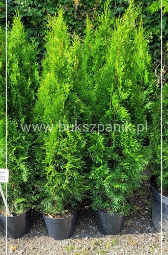 Tuja Szmaragd Smaragd Thuja occidentalis Żywotnik zachodni 100-120cm
