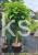 Catalpa Katalpa Nana PA 100cm