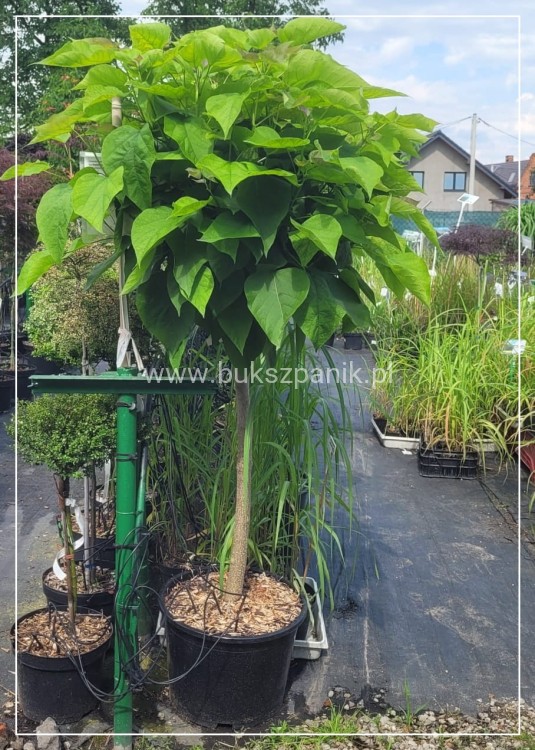 Catalpa Katalpa Nana PA 100cm