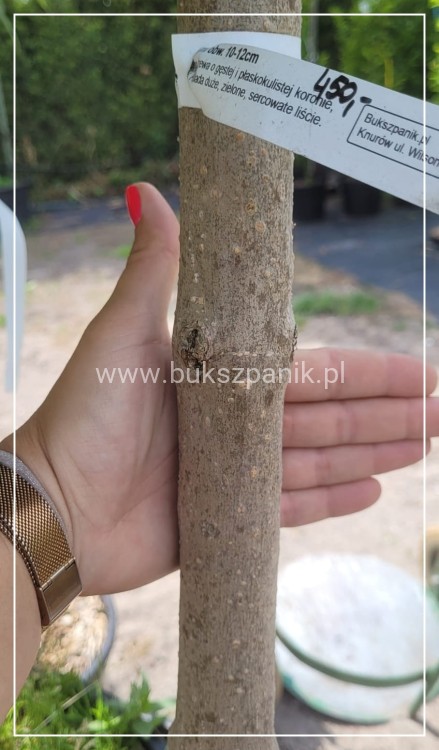 Catalpa Nana Pa 100cmm.jpeg