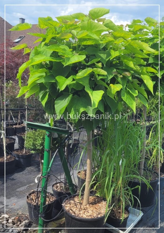 Catalpa Katalpa Nana PA 100cm