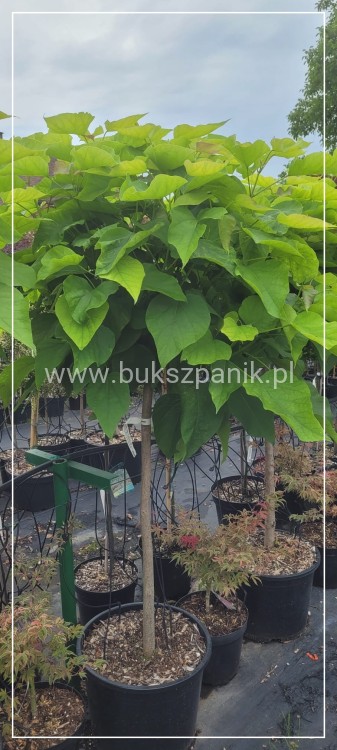 Catalpa Katalpa Nana PA 100cm