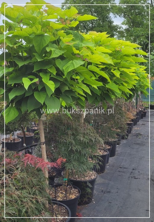 Catalpa Katalpa Nana PA 100cm