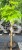 Catalpa Nana - Katalpa.jpeg
