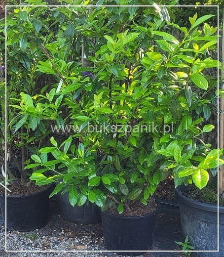 Laurowiśnia wschodnia NOVITA` - Prunus laurocerasus : 170-180cm wysokości