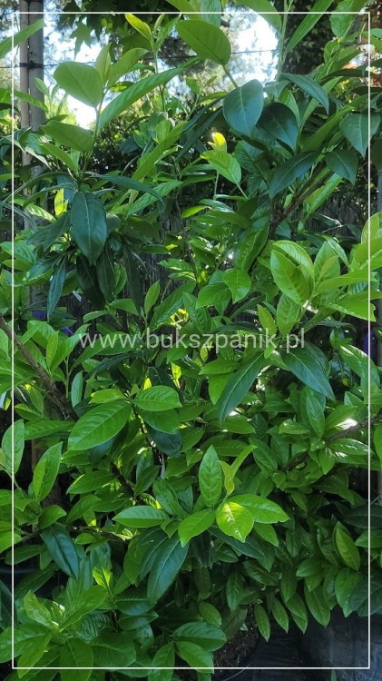 Laurowiśnia wschodnia NOVITA` - Prunus laurocerasus : 170-180cm wysokości