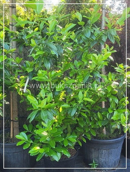 Laurowiśnia wschodnia NOVITA` - Prunus laurocerasus : 170-180cm wysokości