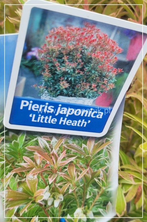 Pieris japoński LITTLE HEATH - Pieris japonica C5l