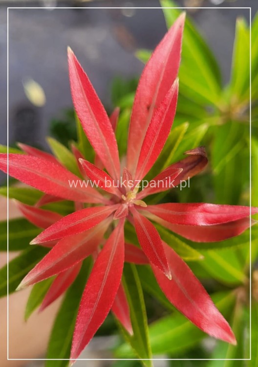 Pieris japoński FOREST FLAME- Pieris japonica