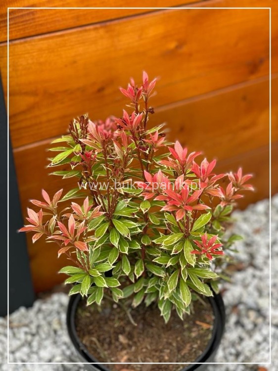 Pieris japoński FOREST FLAME- Pieris japonica