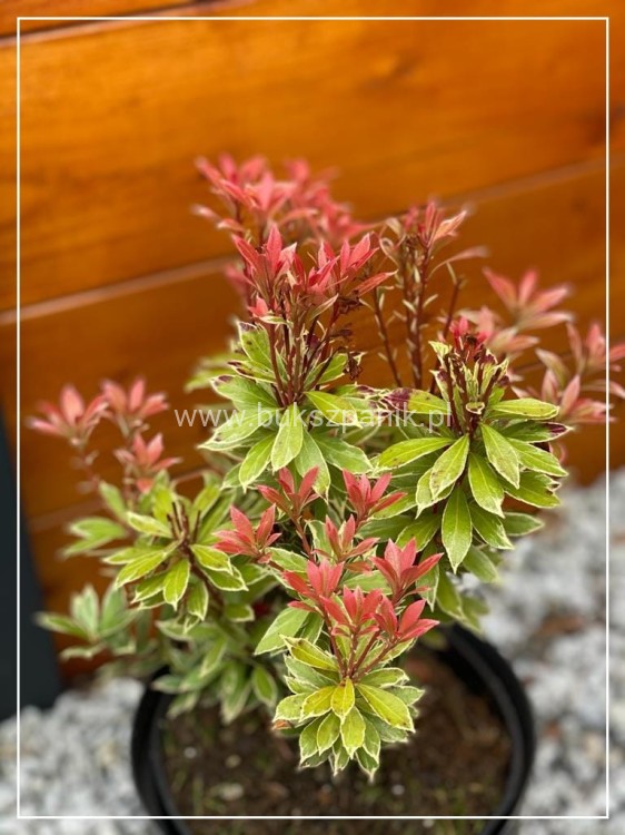 Pieris japoński FOREST FLAME- Pieris japonica