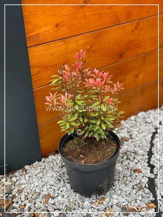 Pieris japoński FOREST FLAME- Pieris japonica
