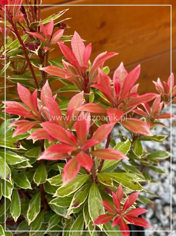 Pieris japoński FOREST FLAME- Pieris japonica