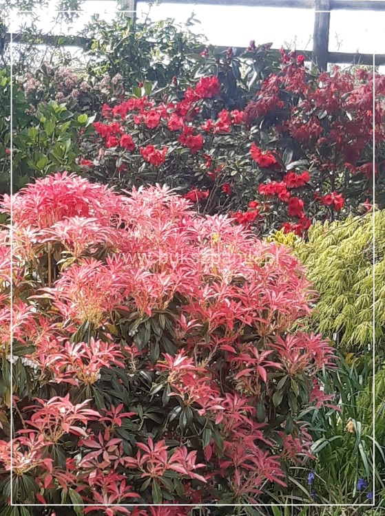 Pieris japoński FOREST FLAME- Pieris japonica