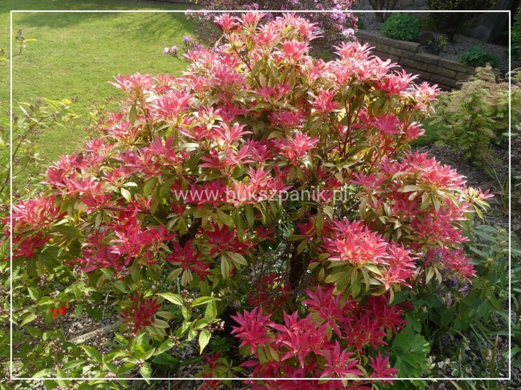 Pieris japoński FOREST FLAME- Pieris japonica
