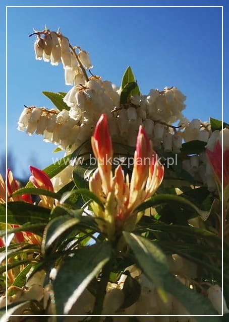 Pieris japoński FOREST FLAME- Pieris japonica
