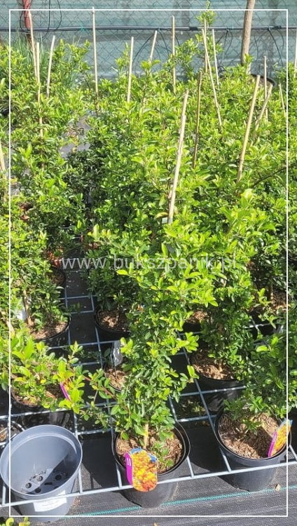 Ognik szkarłatny Soleil d'or - Pyracantha coccinea C3l