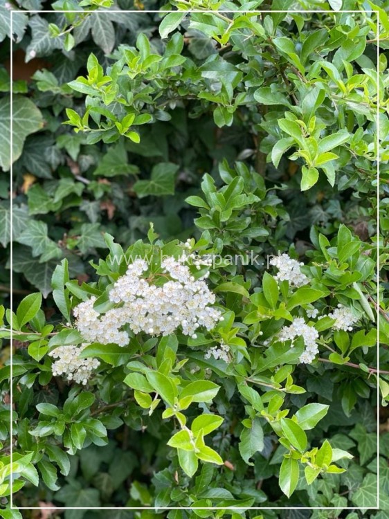 Ognik szkarłatny Soleil d'or - Pyracantha coccinea C3l