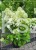 Hortensja bukietowa 'Bombshell' Hydrangea paniculata