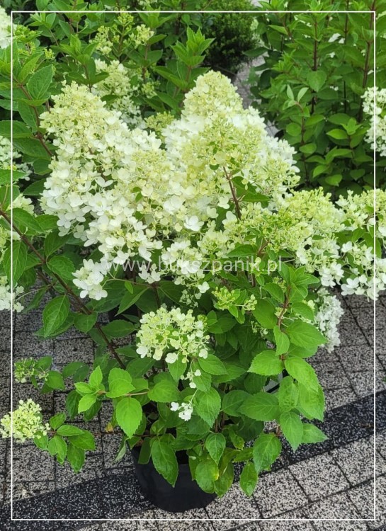 Hortensja bukietowa 'Bombshell' Hydrangea paniculata
