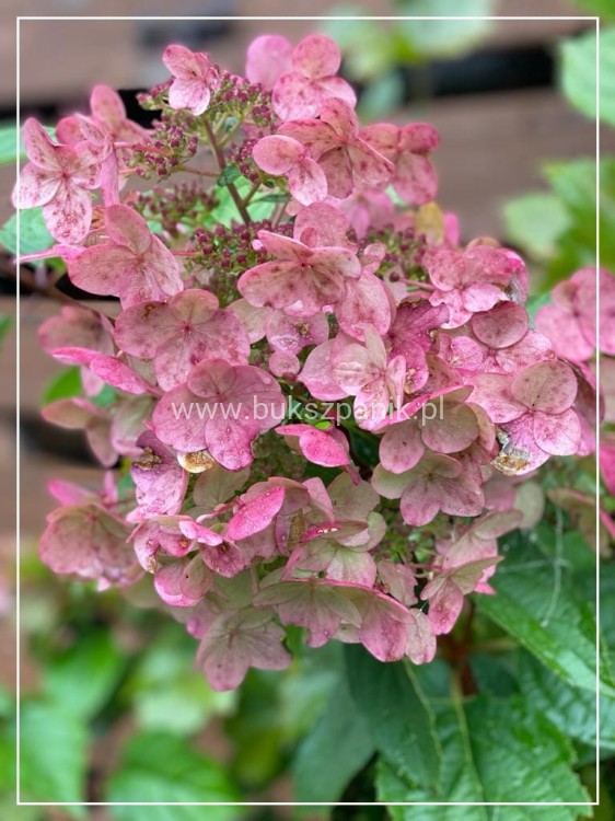 Hortensja bukietowa 'Bombshell' Hydrangea paniculata