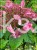 Hortensja bukietowa 'Bombshell' Hydrangea paniculata