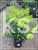 Hortensja bukietowa DIAMANTINO - Hydrangea paniculata