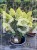 Hortensja bukietowa DIAMANTINO - Hydrangea paniculata