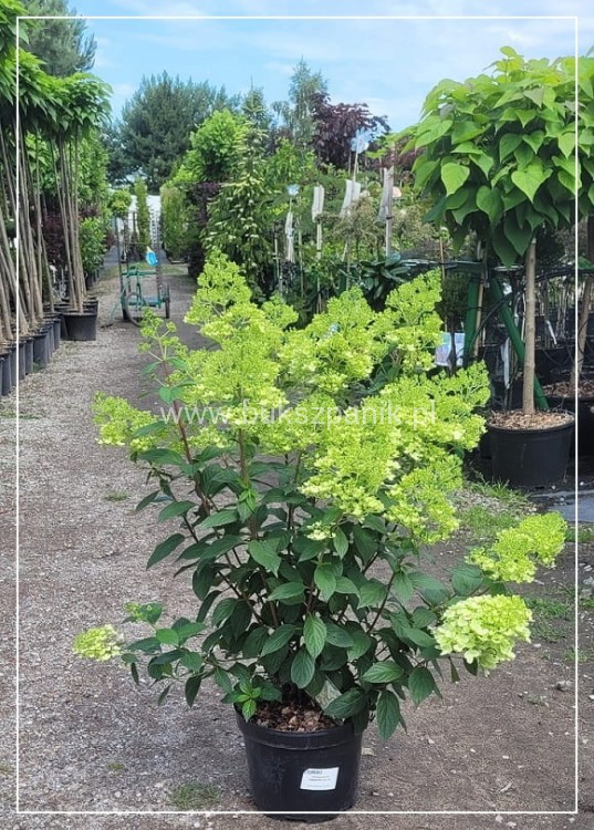 Hortensja bukietowa DIAMANTINO - Hydrangea paniculata