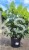 Hortensja bukietowa DIAMANTINO - Hydrangea paniculata