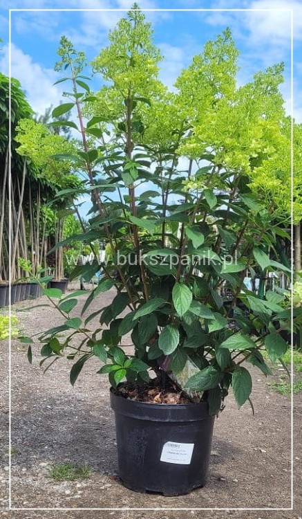 Hortensja bukietowa DIAMANTINO - Hydrangea paniculata
