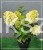 Hortensja bukietowa SKYFALL - Hydrangea paniculata C5l