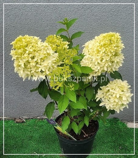 Hortensja bukietowa SKYFALL - Hydrangea paniculata C5l