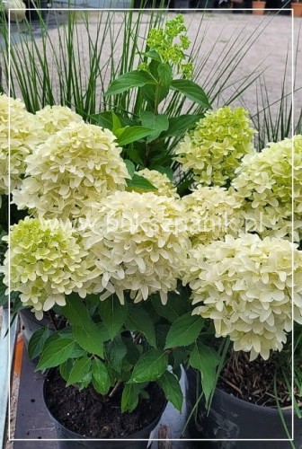 Hortensja bukietowa SKYFALL - Hydrangea paniculata C5l