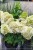 Hortensja bukietowa SKYFALL - Hydrangea paniculata C5l