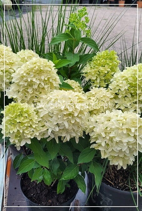 Hortensja bukietowa SKYFALL - Hydrangea paniculata C5l