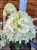 Hortensja bukietowa SKYFALL - Hydrangea paniculata C5l