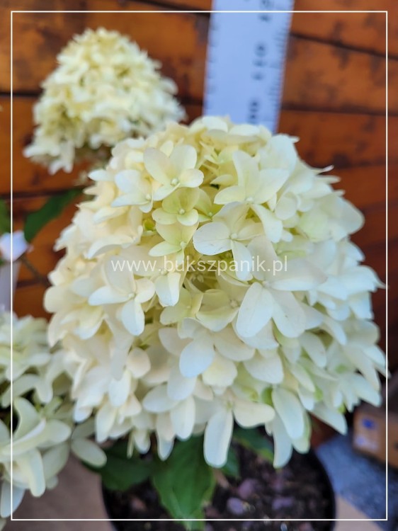 Hortensja bukietowa SKYFALL - Hydrangea paniculata C5l