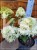 Hortensja bukietowa SKYFALL - Hydrangea paniculata C5l
