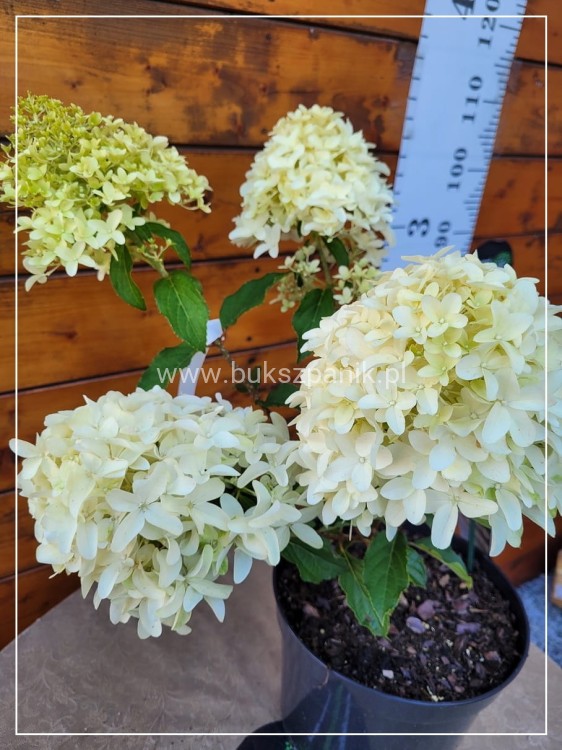 Hortensja bukietowa SKYFALL - Hydrangea paniculata C5l