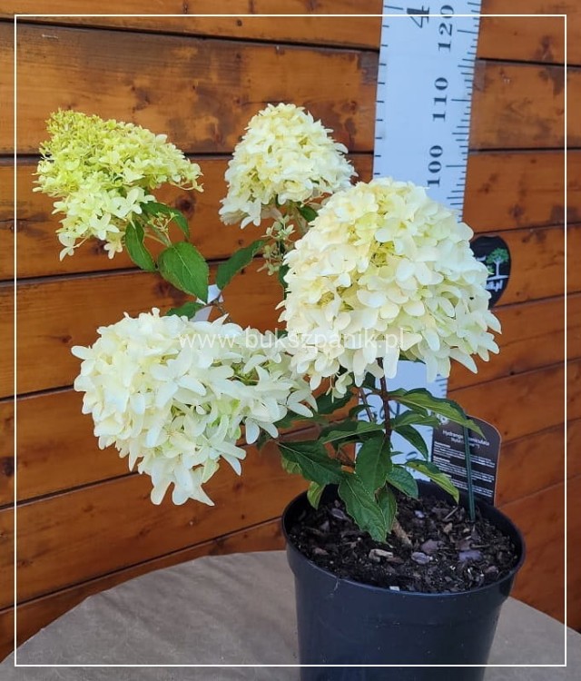 Hortensja bukietowa SKYFALL - Hydrangea paniculata C5l