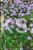 Aster krzaczasty Guliver