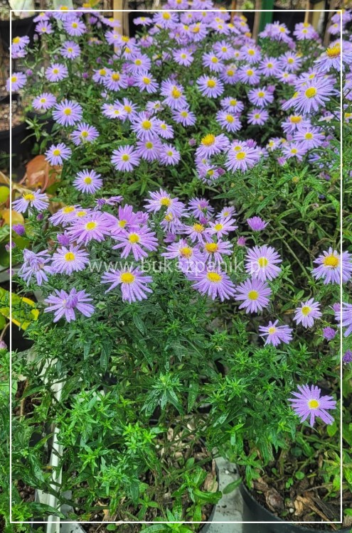 Aster krzaczasty Guliver