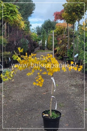 Miłorząb dwuklapowy PENDULA Pa80-100cm - Gingko biloba C3l