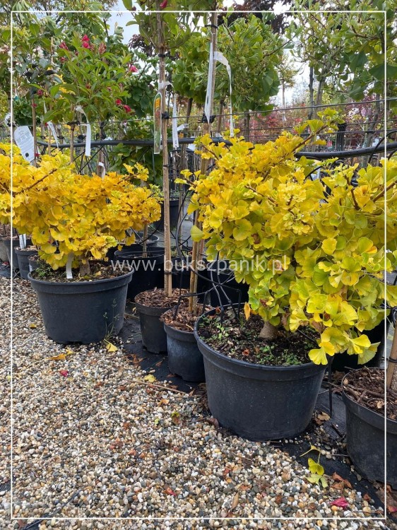 Miłorząb dwuklapowy Mariken - Ginkgo biloba C20l
