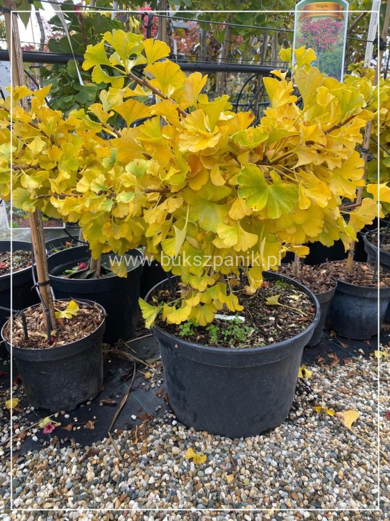 Miłorząb dwuklapowy Mariken - Ginkgo biloba C20l